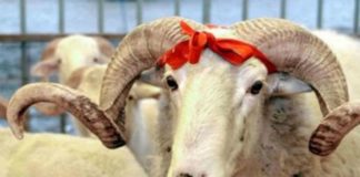 Құрбан айт: Құрбандық шалу туралы не білу керек?