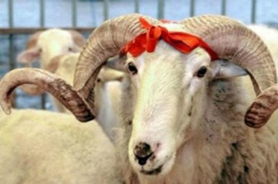 Құрбан айт: Құрбандық шалу туралы не білу керек?