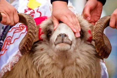 Құрбан айт: Арнайы баталар